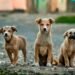 Jharkhand questions the registration of pet dogs and cats – will a mere notice improve the situation?