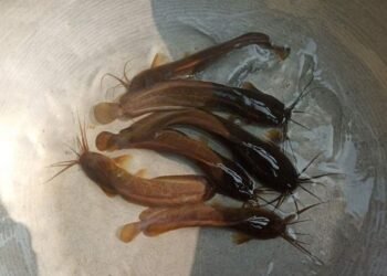 Breaking News: Jharkhand's 'Desi Mangur' gets state fish status - State Government approves