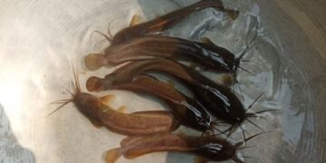 Breaking News: Jharkhand's 'Desi Mangur' gets state fish status - State Government approves