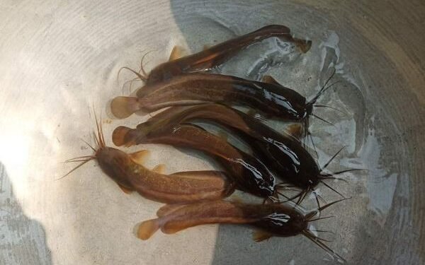 Breaking News: Jharkhand's 'Desi Mangur' gets state fish status - State Government approves