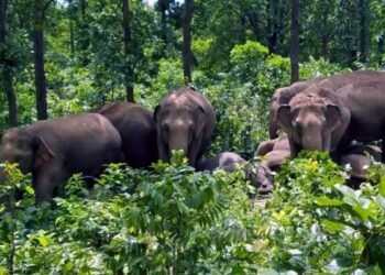 Elephants wreak havoc in Chanho! Villagers enraged after farmer's death, main road closed for hours
