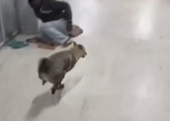 A jackal enters the surgical ICU in Dhanbad, raising questions about the security arrangements at SNMMCH.