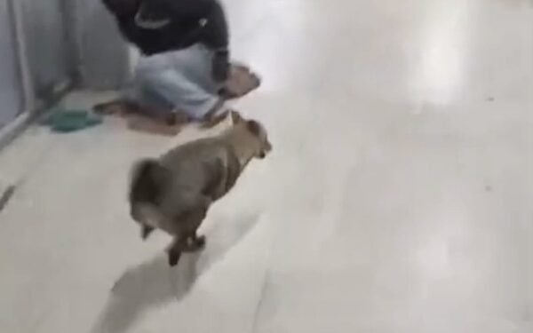 A jackal enters the surgical ICU in Dhanbad, raising questions about the security arrangements at SNMMCH.