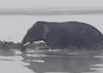 Jharkhand News: रांची के ओरमांझी में 'गजराज' का आतंक! भटककर आए हाथी ने दो लोगों को कुचला