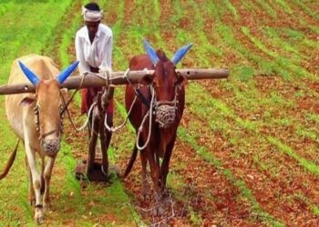 झारखंड किसानों के लिए खुशखबरी: 48 घंटे में धान का भुगतान + MSP पर ₹100 बोनस