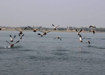 झारखंड में ठंड बढ़ी, कांके 3.2°C के साथ सबसे ठंडा; खंडोली डैम प्रवासी पक्षियों से गुलजार