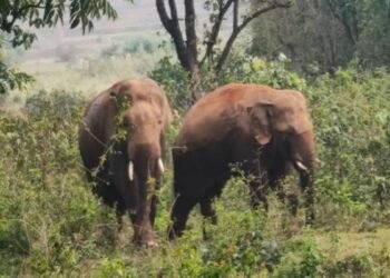 Jharkhand News: खूंटी में जंगली हाथियों का आतंक, महिला कोी पटक कर ले ली जान