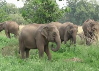 लातेहार में जंगली हाथियों के हमले में युवक की मौत, वन विभाग ने दी चेतावनी