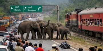 wild elephants on the Ranchi-Ramgarh NH-33.