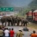 wild elephants on the Ranchi-Ramgarh NH-33.