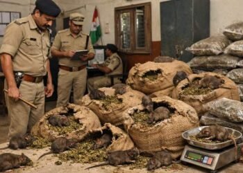 Jharkhand News: 200 kg of marijuana kept under police surveillance 'eaten by rats'