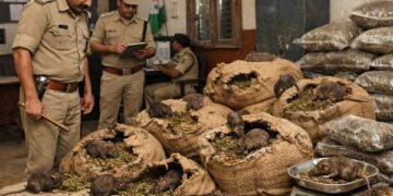 Jharkhand News: 200 kg of marijuana kept under police surveillance 'eaten by rats'