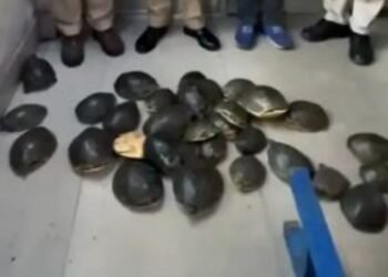 Jharkhand: RPF confiscated 35 live turtles in Dhanbad division.