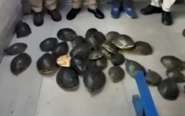 Jharkhand: RPF confiscated 35 live turtles in Dhanbad division.