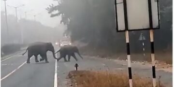 Elephant terror in Ramgarh