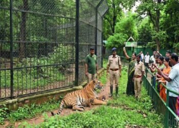 TATA चिड़ियाघर में खुशियों की दहाड़, बाघिन मेघना ने दो शावकों को दिया जन्म