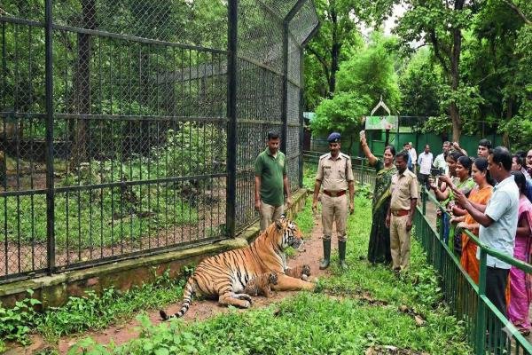 TATA चिड़ियाघर में खुशियों की दहाड़, बाघिन मेघना ने दो शावकों को दिया जन्म