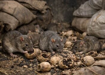 jharkhand-rats-ate-doda-after-liquor-ganja