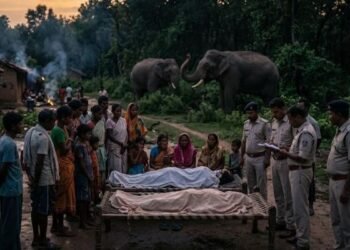 Koderma News: झोपड़ी में सोते वक्त जंगली हाथियों ने किया हमला, कोडरमा में दो लोगों को मौत कई घायल