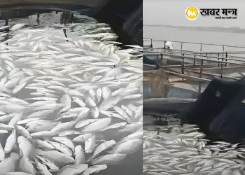 कोडरमा के पंचखेरो जलाशय में 20 टन मछलियां मरीं, 1 करोड़ के नुकसान का अनुमान 3 कोडरमा के पंचखेरो जलाशय में 20 टन मछलियां मरीं, 1 करोड़ के नुकसान का अनुमान