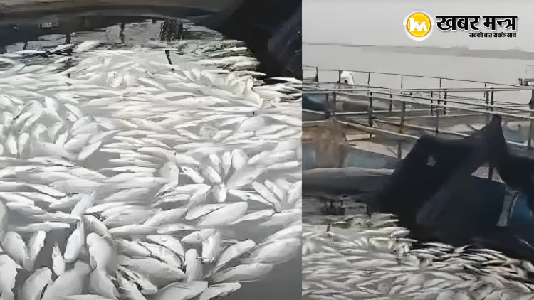 कोडरमा के पंचखेरो जलाशय में 20 टन मछलियां मरीं, 1 करोड़ के नुकसान का अनुमान