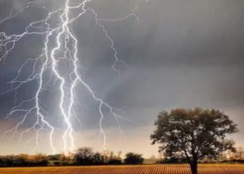 पलामू में वज्रपात से 13 पशुओं की मौत, महिला समेत दो लोग घायल