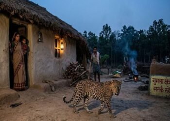 गुमला में तेंदुए का आतंक-चैनपुर प्रखंड के कई गांवों में दहशत का माहौल