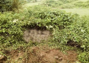 गिरिडीह में दूसरे दिन भी हाथियों का आतंक, मवेशी को पटककर मार डाला