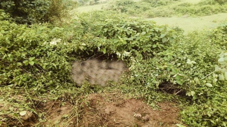 गिरिडीह में दूसरे दिन भी हाथियों का आतंक, मवेशी को पटककर मार डाला 1 गिरिडीह में दूसरे दिन भी हाथियों का आतंक, मवेशी को पटककर मार डाला