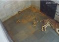 Tigress Sunaina gives birth to three cubs at Jamshedpur Zoo; suggestions invited for naming them.