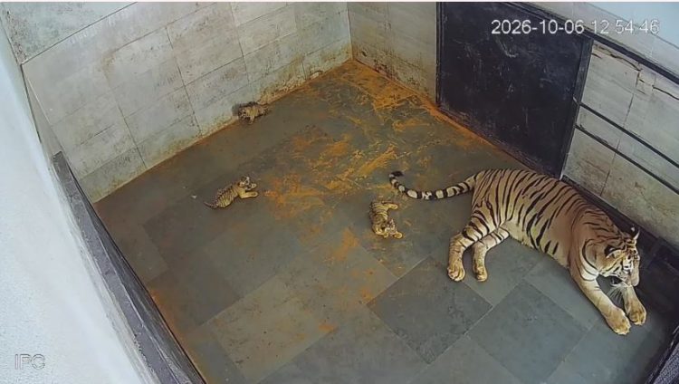 Tigress Sunaina gives birth to three cubs at Jamshedpur Zoo; suggestions invited for naming them.