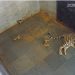 Tigress Sunaina gives birth to three cubs at Jamshedpur Zoo; suggestions invited for naming them.