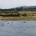 Body of student recovered from Kharkai River in Seraikela; he had been missing since Thursday.