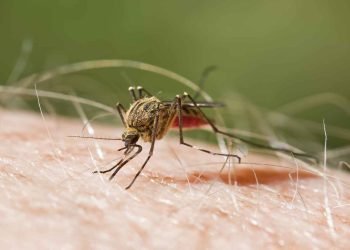 Malaria