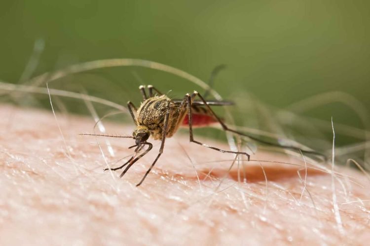 Malaria