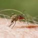 Malaria