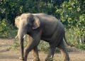 Elephant wreaks havoc in Gumla: 4-month-old girl dies after wall collapses, village in panic