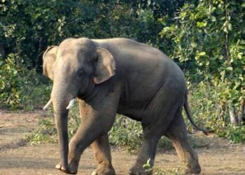 Elephant wreaks havoc in Gumla: 4-month-old girl dies after wall collapses, village in panic