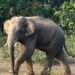 Elephant wreaks havoc in Gumla: 4-month-old girl dies after wall collapses, village in panic