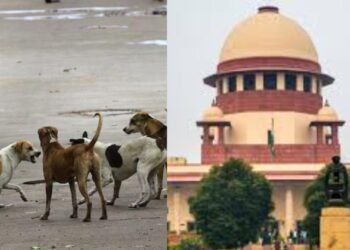 The Supreme Court's order is unreflected in Ranchi; the shelter home plan remains in limbo, and stray dogs continue to terrorize.
