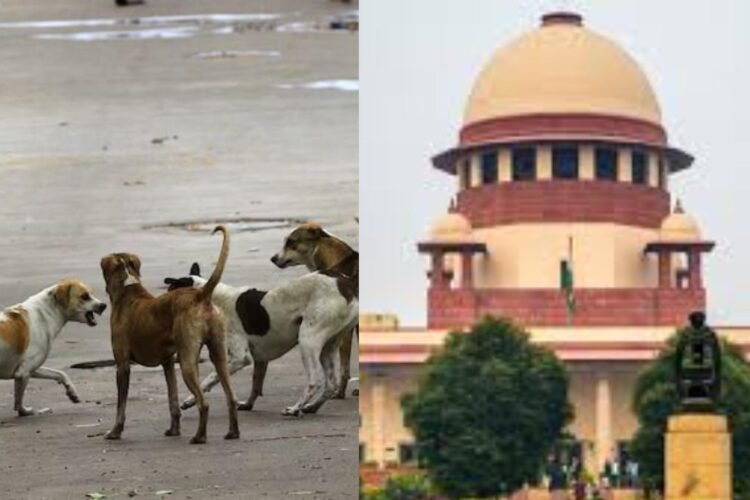 The Supreme Court's order is unreflected in Ranchi; the shelter home plan remains in limbo, and stray dogs continue to terrorize.