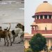 The Supreme Court's order is unreflected in Ranchi; the shelter home plan remains in limbo, and stray dogs continue to terrorize.