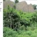 Saryu Rai's initiative on World Environment Day, demands to declare Dalma and Dudhi Nala as Geological Heritage