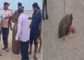 Jharkhand News: 226-kg 'Live' Missile Bomb Found in Baharagora, Jamshedpur—Chaos Ensues; People Rush to Film Reels