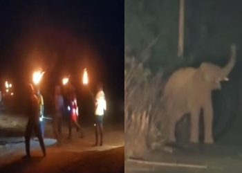 Koderma के नवलशाही थाना के पास हाथियों के झुंड ने मचाया उत्पात