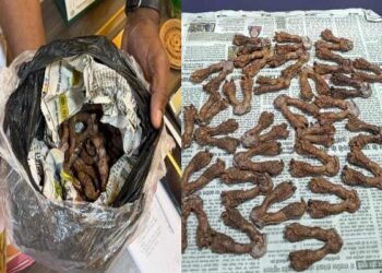Ranchi Breaking: Monitor Lizard Smuggling Racket Busted in Ranchi Hotel Room