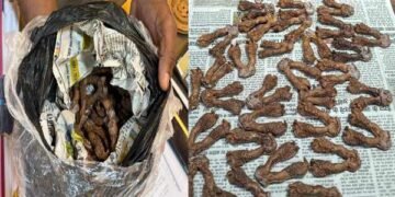Ranchi Breaking: Monitor Lizard Smuggling Racket Busted in Ranchi Hotel Room