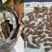 Ranchi Breaking: Monitor Lizard Smuggling Racket Busted in Ranchi Hotel Room
