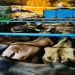Police intercept truck loaded with cattle near Bengal border; 36 cattle recovered, driver absconding.