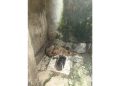 Golden jackal found in Barabani; the animal was hiding in a dilapidated bathroom—Forest Department carried out the rescue.